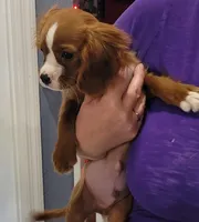 Enzo, a male Cavalier King Charles Spaniel for sale in Chiefland, FL – Photo 2 of 2
