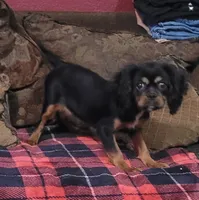 Toffee, a female Cavalier King Charles Spaniel for sale in Chiefland, FL – 2 of 3