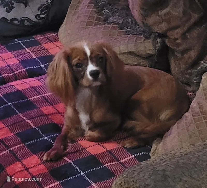 Emmi – Cavalier King Charles Spaniel puppy for sale in Chiefland, FL