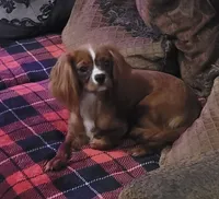 Emmi, a female Cavalier King Charles Spaniel for sale in Chiefland, FL – 1 of 5