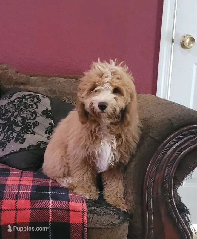 Cyrus – Cavapoo puppy for sale in Chiefland, FL