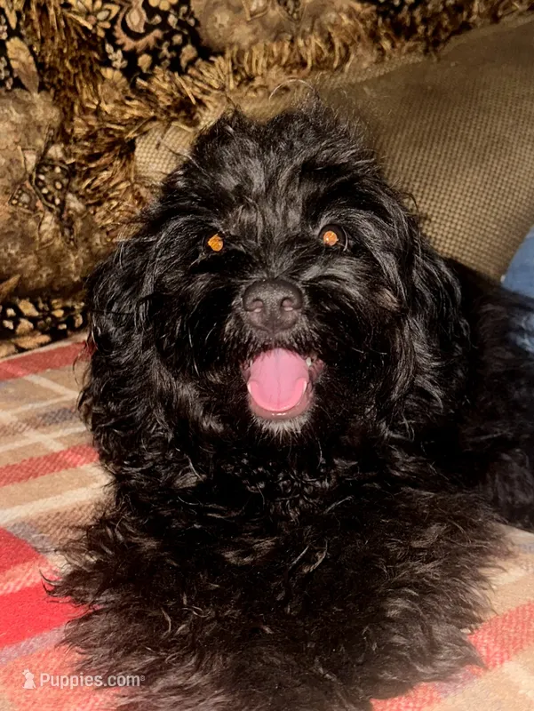 Lady – Cavapoo puppy for sale in Chiefland, FL