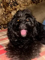 Lady, a female Cavapoo for sale in Chiefland, FL – 1 of 8