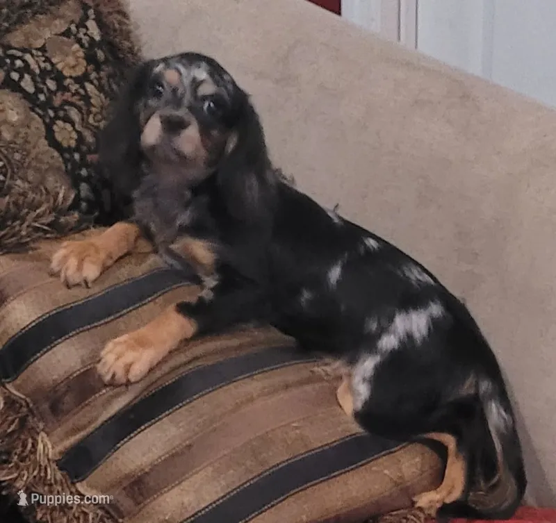 Marbles – Cavapoo puppy for sale in Chiefland, FL