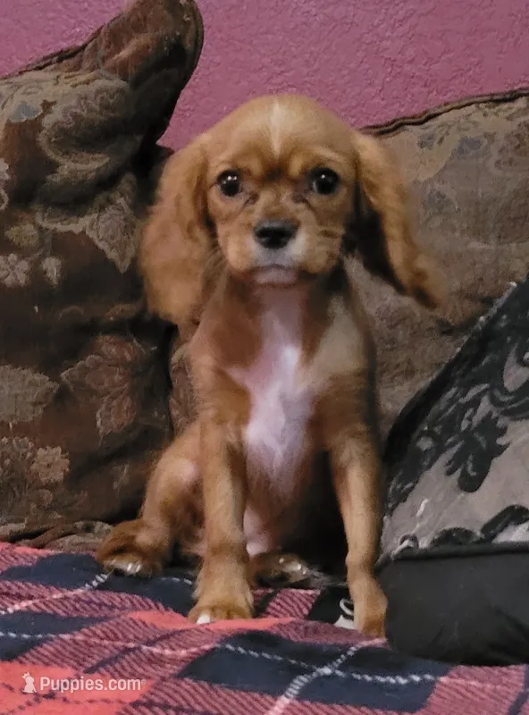 Lucy – Cavalier King Charles Spaniel puppy for sale in Chiefland, FL