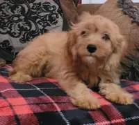 Cappy, a male Cavapoo for sale in Chiefland, FL – Photo 2 of 4