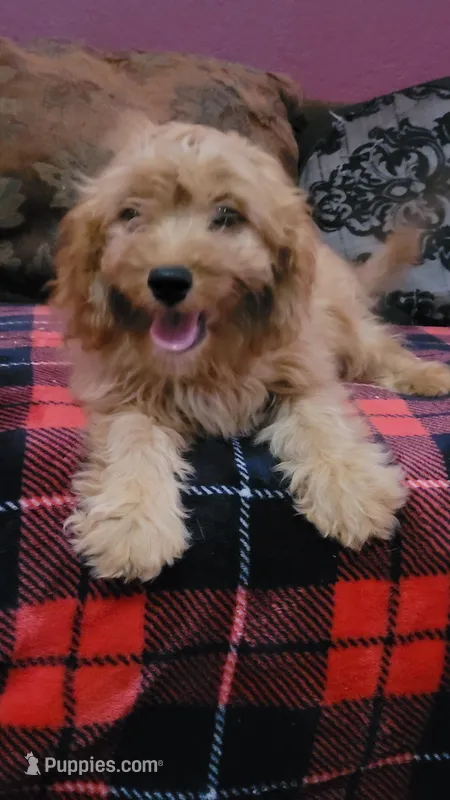 Cappy – Cavapoo puppy for sale in Chiefland, FL