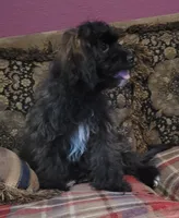 Bennie, a male Cavapoo for sale in Chiefland, FL – 2 of 5