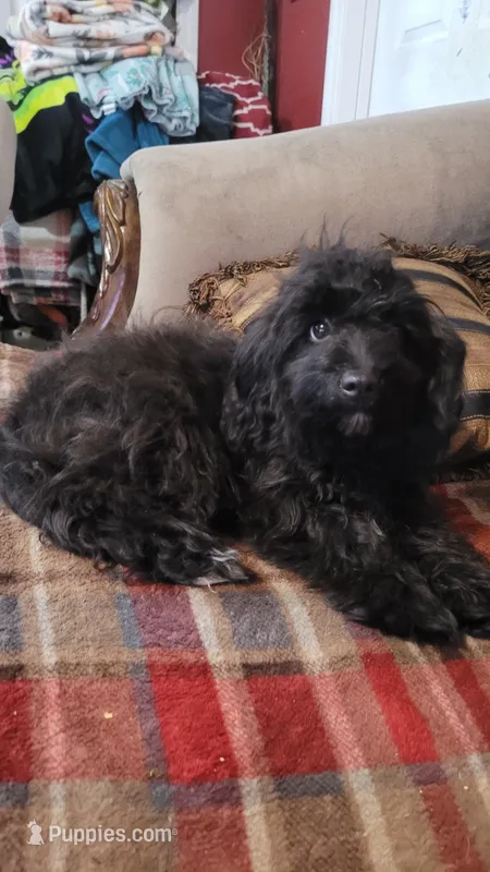 Lady – Cavapoo puppy for sale in Chiefland, FL
