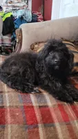 Lady, a female Cavapoo for sale in Chiefland, FL – 1 of 5