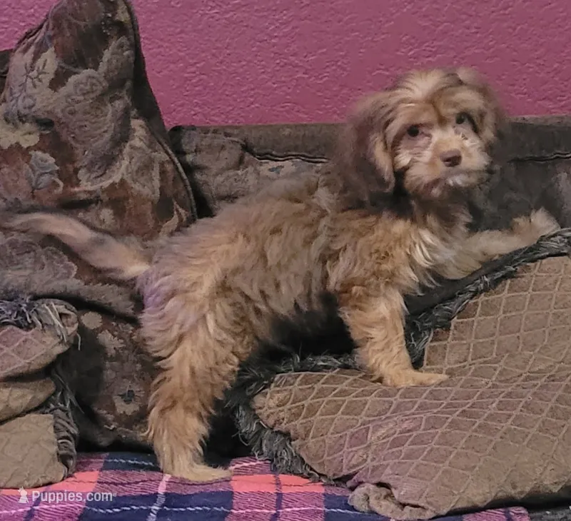 Lafayette  – Cavapoo puppy for sale in Chiefland, FL
