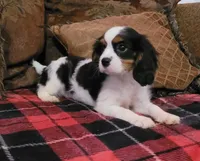 Raine, a male Cavalier King Charles Spaniel for sale in Chiefland, FL – Photo 3 of 4