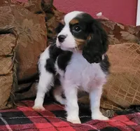 Raine, a male Cavalier King Charles Spaniel for sale in Chiefland, FL – Photo 2 of 4