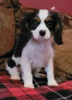 Raine, a male Cavalier King Charles Spaniel for sale in Chiefland, FL – Photo 1 of 4