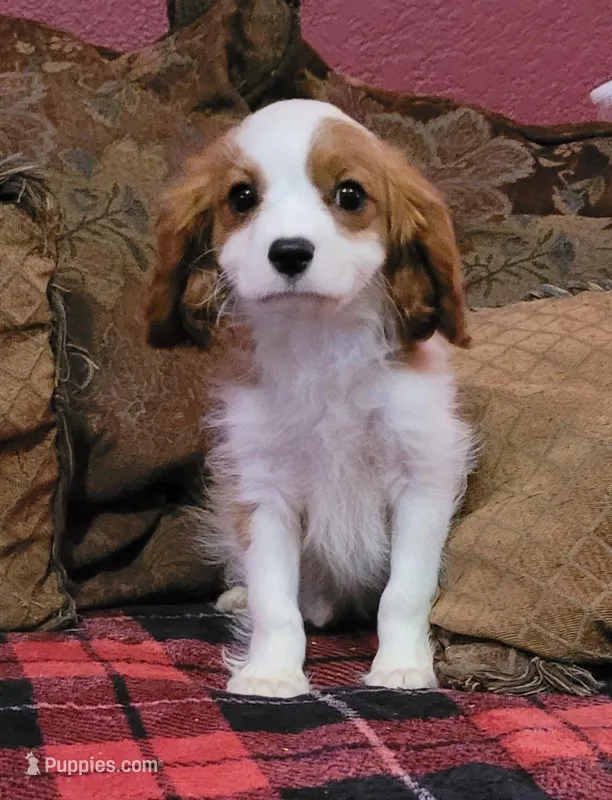 Maxwell – Cavalier King Charles Spaniel puppy for sale in Chiefland, FL
