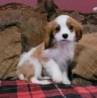 Maxwell, a male Cavalier King Charles Spaniel for sale in Chiefland, FL – Photo 2 of 3