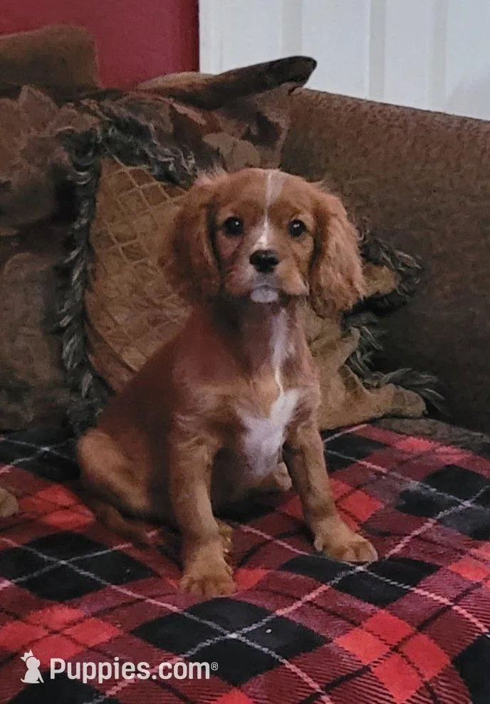 Charlotte – Cavalier King Charles Spaniel puppy for sale in Chiefland, FL