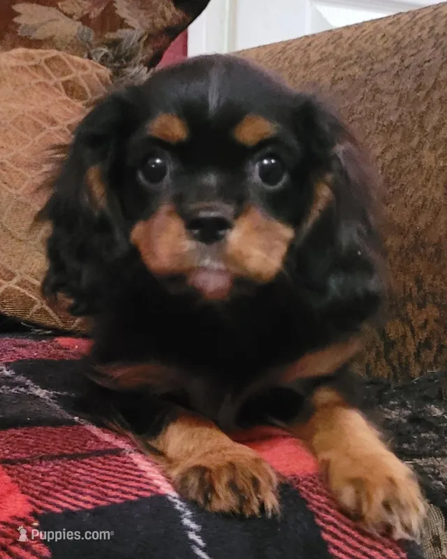 Avril – Cavalier King Charles Spaniel puppy for sale in Chiefland, FL
