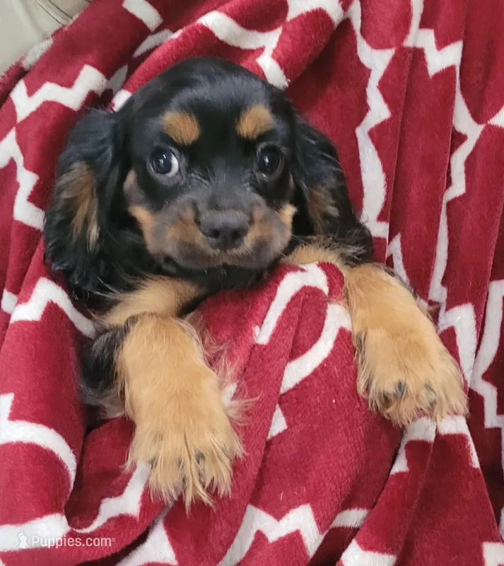 Drew – Cavalier King Charles Spaniel puppy for sale in Chiefland, FL