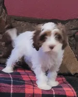 Jefferson, a male Cavapoo for sale in Chiefland, FL – 2 of 2