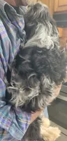 Flint, a male Cavapoo for sale in Chiefland, FL – 3 of 3