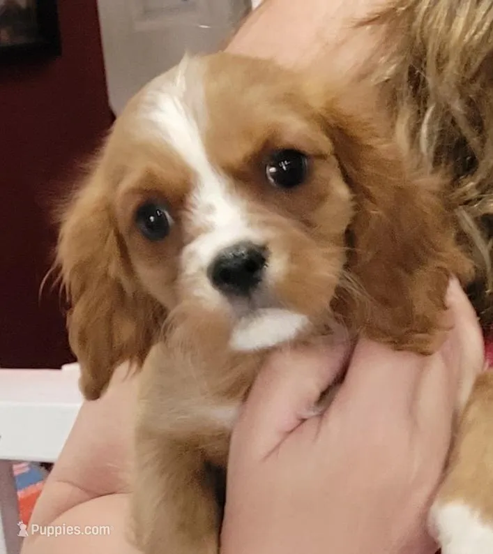 Tilley – Cavalier King Charles Spaniel puppy for sale in Chiefland, FL