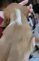 Tilley, a female Cavalier King Charles Spaniel for sale in Chiefland, FL – Photo 2 of 2