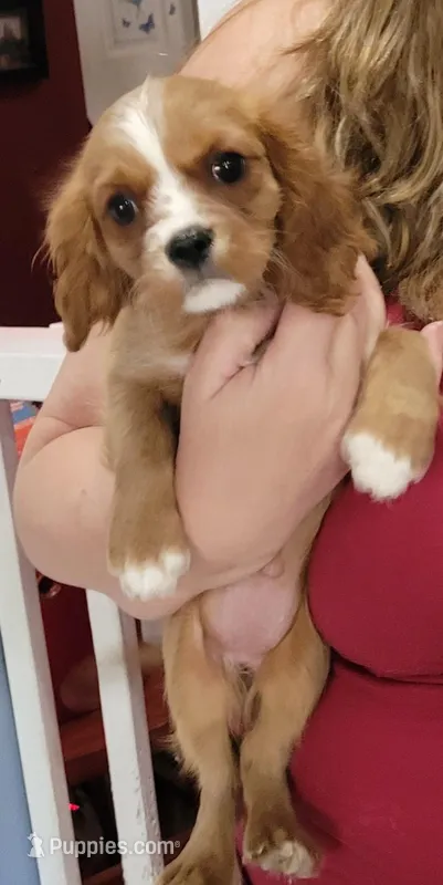 Tilley – Cavalier King Charles Spaniel puppy for sale in Chiefland, FL