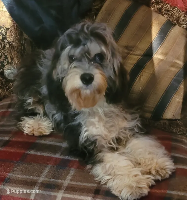 Flint – Cavapoo puppy for sale in Chiefland, FL