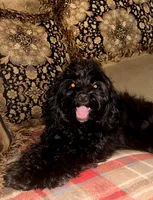 Lady, a female Cavapoo for sale in Chiefland, FL – 2 of 8