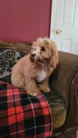 Cyrus, a male Cavapoo for sale in Chiefland, FL – 2 of 3