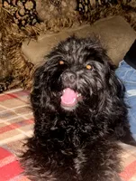 Lady, a female Cavapoo for sale in Chiefland, FL – 3 of 8