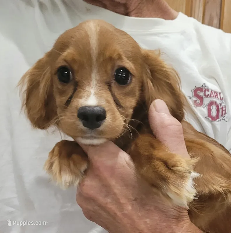 Taffeta – Cavapoo puppy for sale in Chiefland, FL