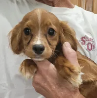 Taffeta, a female Cavapoo for sale in Chiefland, FL – 1 of 3