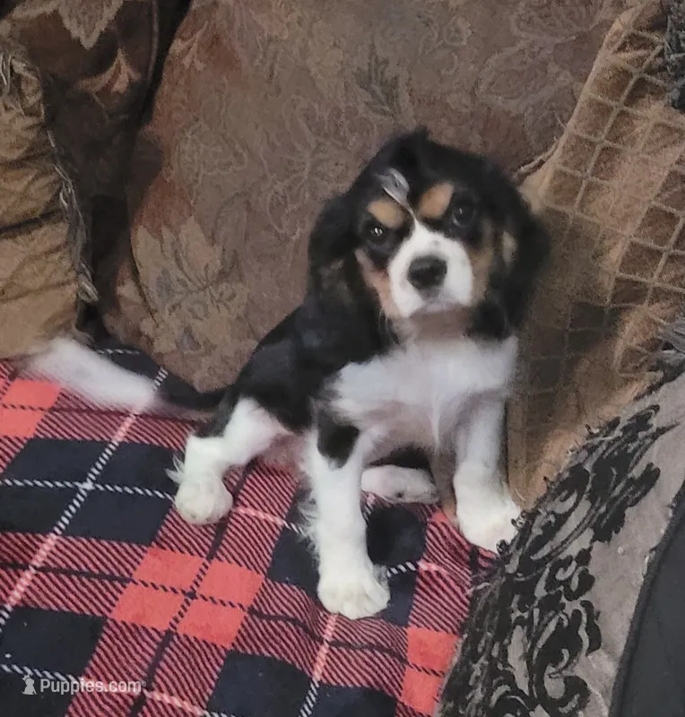 Poppy – Cavalier King Charles Spaniel puppy for sale in Chiefland, FL