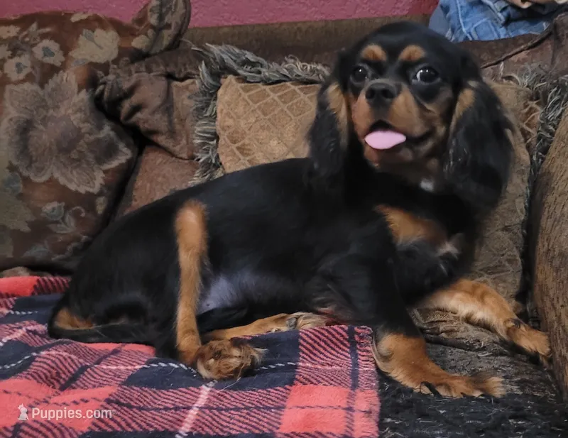 Irving – Cavalier King Charles Spaniel puppy for sale in Chiefland, FL