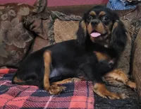 Irving, a male Cavalier King Charles Spaniel for sale in Chiefland, FL – 1 of 2