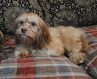 Lafayette , a male Cavapoo for sale in Chiefland, FL – 1 of 5