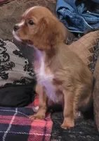 Desi, a male Cavalier King Charles Spaniel for sale in Chiefland, FL – 2 of 2