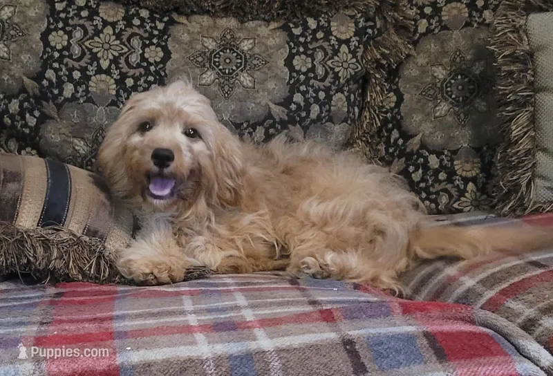 Cappy – Cavapoo puppy for sale in Chiefland, FL