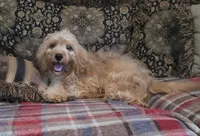 Cappy, a male Cavapoo for sale in Chiefland, FL – 1 of 5