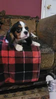 Dickens, a male Cavalier King Charles Spaniel for sale in Chiefland, FL – 2 of 2