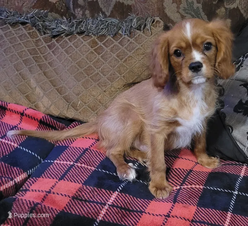 Desi – Cavalier King Charles Spaniel puppy for sale in Chiefland, FL