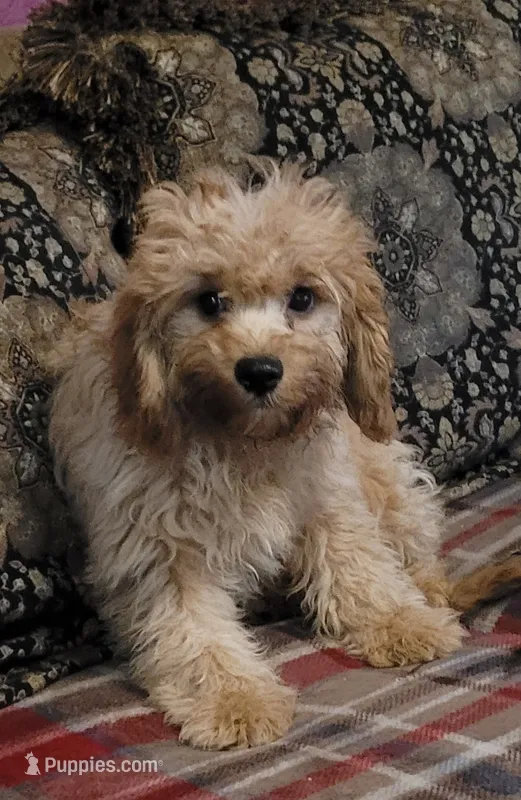 Blayde – Cavapoo puppy for sale in Chiefland, FL