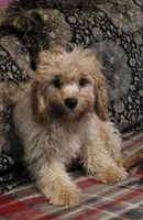 Blayde, a male Cavapoo for sale in Chiefland, FL – 1 of 2
