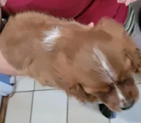 Charlotte, a female Cavalier King Charles Spaniel for sale in Chiefland, FL – Photo 2 of 2