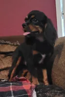 Poe, a male Cavalier King Charles Spaniel for sale in Chiefland, FL – 2 of 2