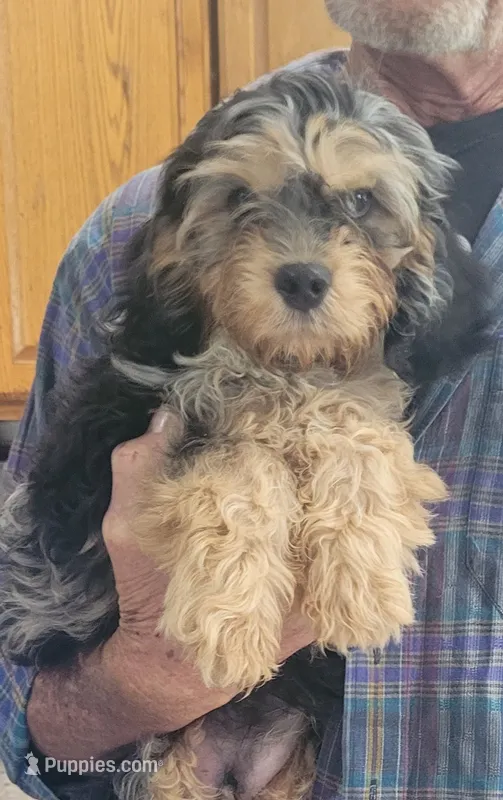 Flint – Cavapoo puppy for sale in Chiefland, FL