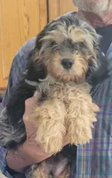 Flint, a male Cavapoo for sale in Chiefland, FL – 2 of 3