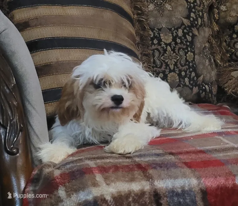 Corduroy  – Cavapoo puppy for sale in Chiefland, FL
